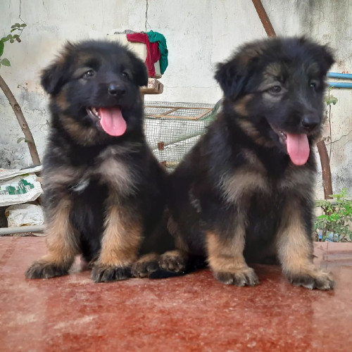 German Shepherd